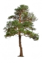 depositphotos_2815639-stock-photo-pine-tree